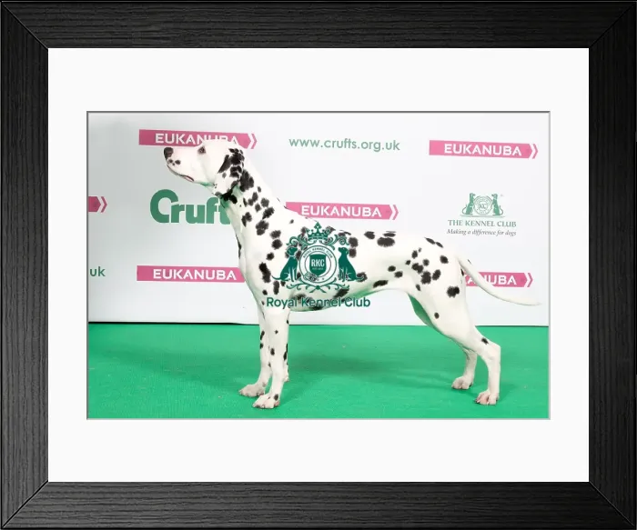 Framed Print : 2018 Best of Breed Dalmation Framed Print : 2018 Best of Breed Dalmation