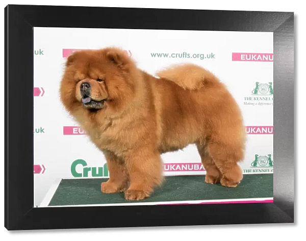 2018 Best of Breed Chow Chow