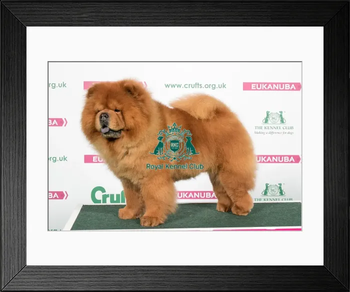 Framed Print : 2018 Best of Breed Chow Chow Framed Print : 2018 Best of Breed Chow Chow