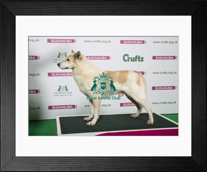 Framed Print : 2018 Best of Breed Canaan Dog Framed Print : 2018 Best of Breed Canaan Dog