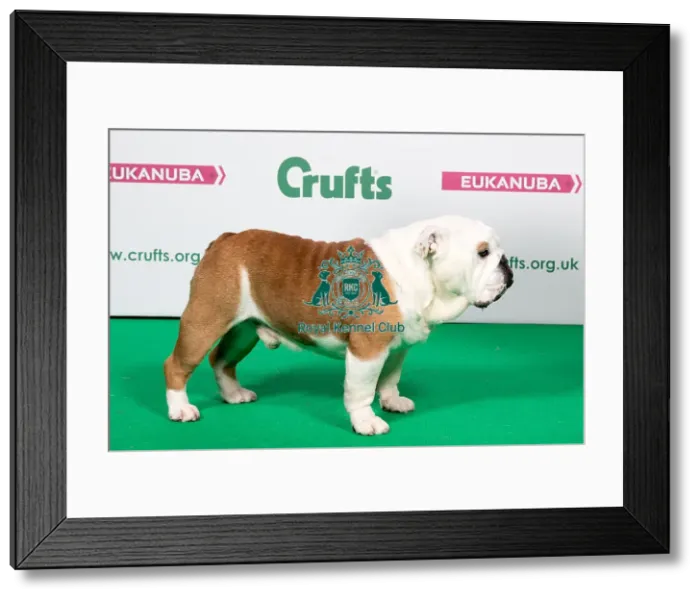 Framed Print : 2018 Best of Breed Bulldog Framed Print : 2018 Best of Breed Bulldog