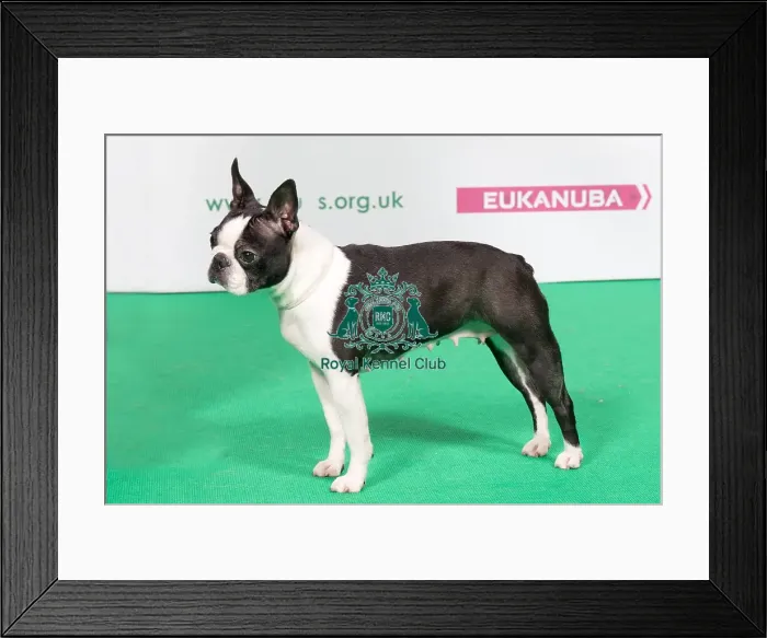 Framed Print : 2018 Best of Breed Boston Terrier Framed Print : 2018 Best of Breed Boston Terrier