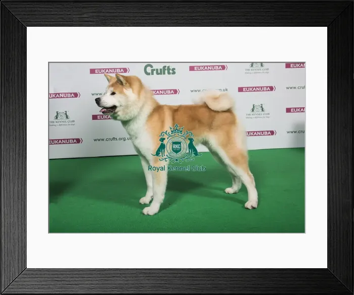 Framed Print : 2018 Best of Breed Japanese Akita Inu Framed Print : 2018 Best of Breed Japanese Akita Inu