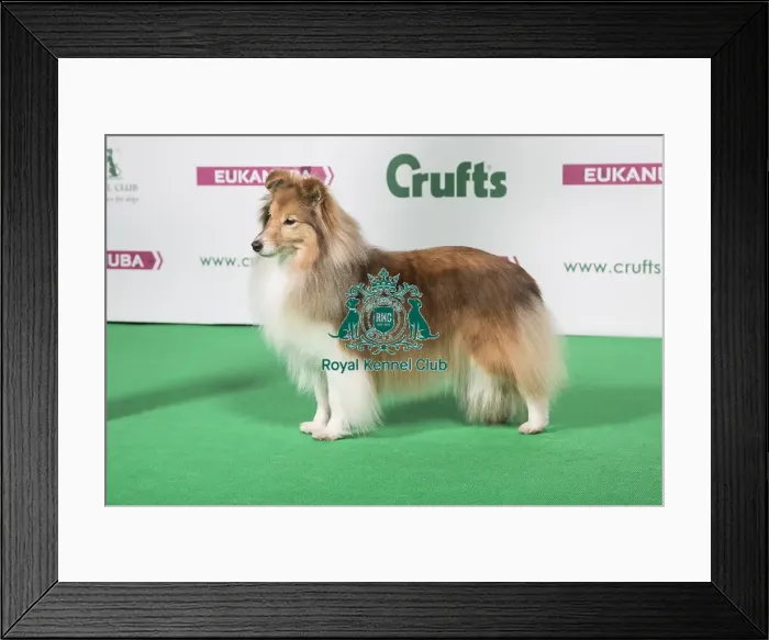 Framed Print : 2018 Best of Breed Shetland Sheepdog Framed Print : 2018 Best of Breed Shetland Sheepdog