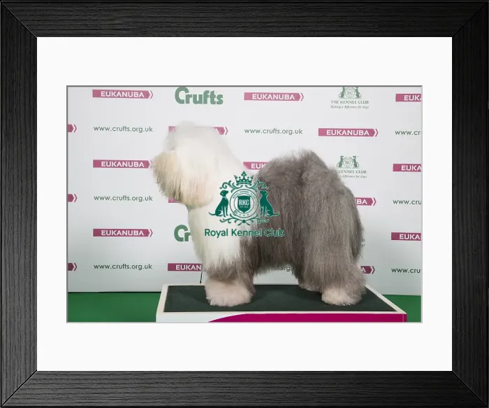Framed Print : 2018 Best of Breed OLD ENGLISH SHEEPDOG Framed Print : 2018 Best of Breed OLD ENGLISH SHEEPDOG