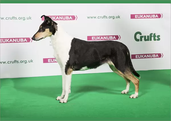 2018 Best of Breed COLLIE (SMOOTH)