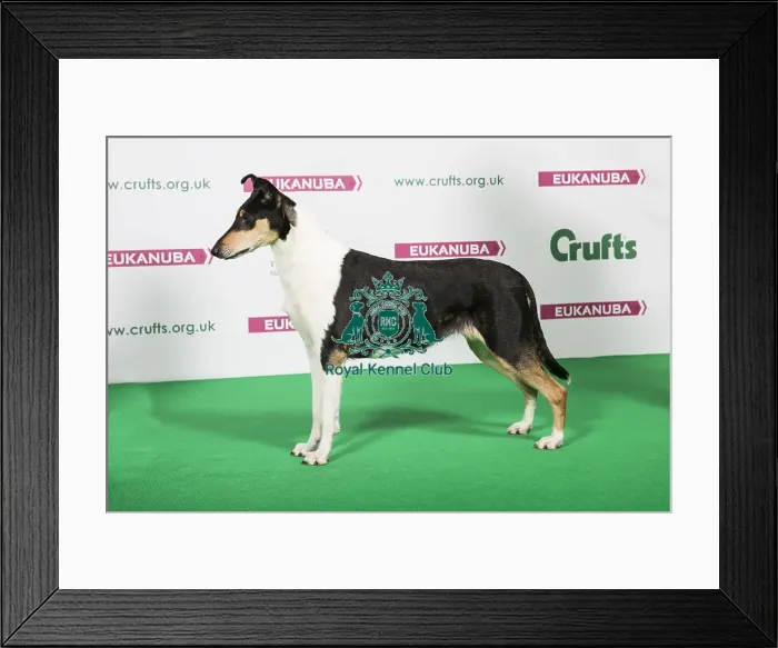 Framed Print : 2018 Best of Breed COLLIE (SMOOTH) Framed Print : 2018 Best of Breed COLLIE (SMOOTH)