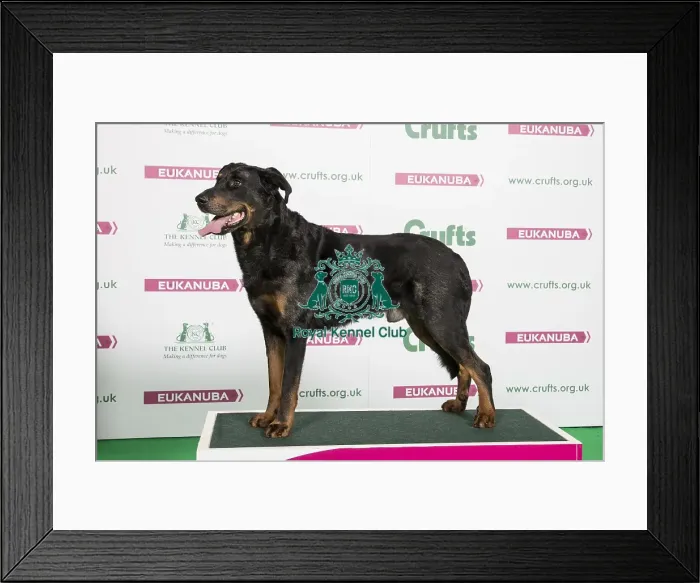 Framed Print : 2018 Best of Breed Beauceron Framed Print : 2018 Best of Breed Beauceron