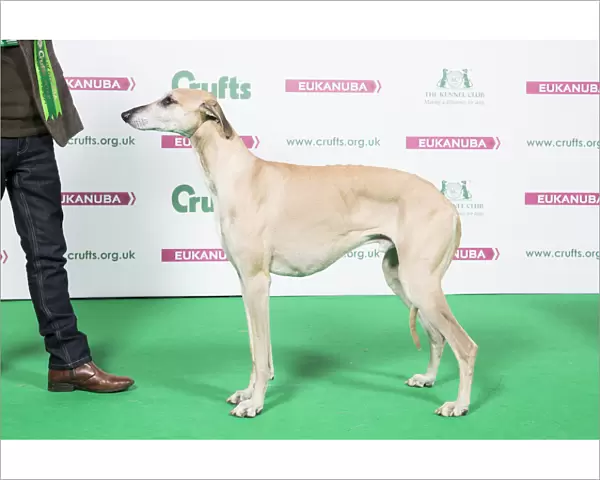 2018 Best of Breed Sloughi