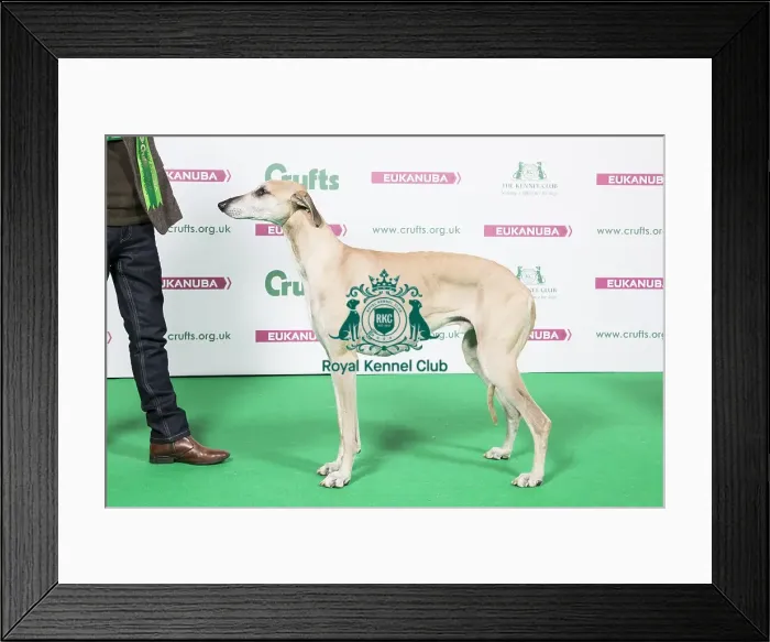 Framed Print : 2018 Best of Breed Sloughi Framed Print : 2018 Best of Breed Sloughi