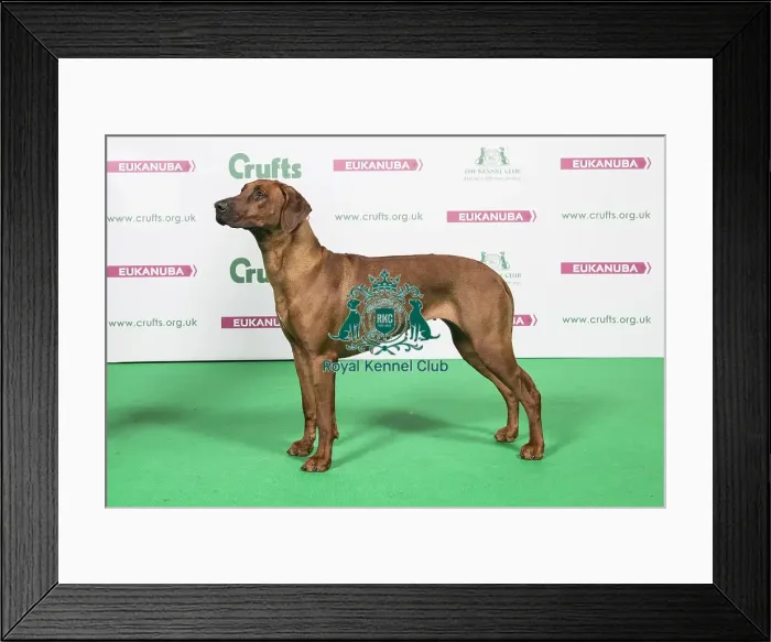 Framed Print : 2018 Best of Breed Rhodesian Ridgeback
