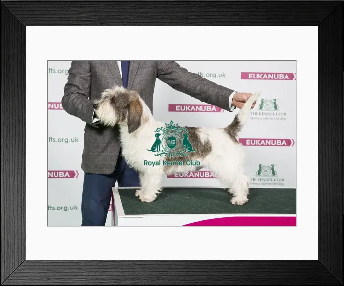 Framed Print : 2018 Best of Breed Basset Griffon Vendeen (Petit)