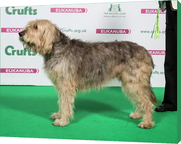 2018 Best of Breed Otterhound