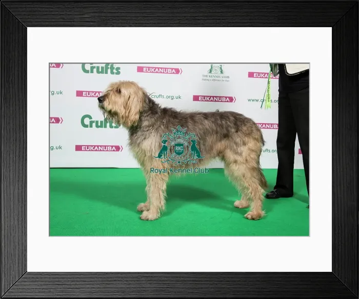 Framed Print : 2018 Best of Breed Otterhound Framed Print : 2018 Best of Breed Otterhound