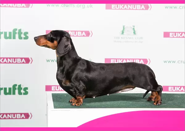 2018 Best of Breed Dachshund (Smooth Haired)