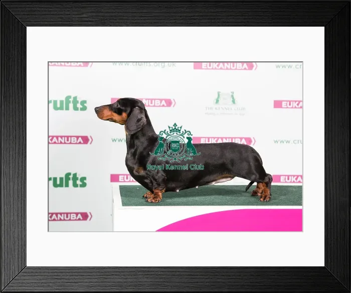 Framed Print : 2018 Best of Breed Dachshund (Smooth Haired) Framed Print : 2018 Best of Breed Dachshund (Smooth Haired)