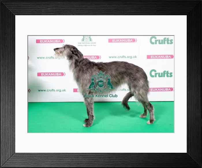 Framed Print : 2018 Best of Breed Deerhound Framed Print : 2018 Best of Breed Deerhound