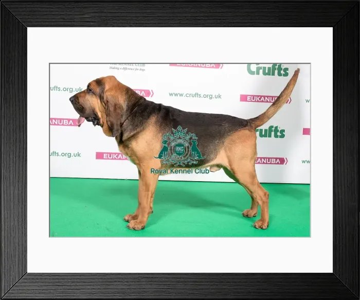 Framed Print : 2018 Best of Breed Bloodhound Framed Print : 2018 Best of Breed Bloodhound