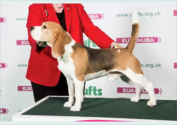 2018 Best of Breed Beagle