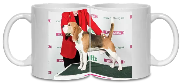 2018 Best of Breed Beagle