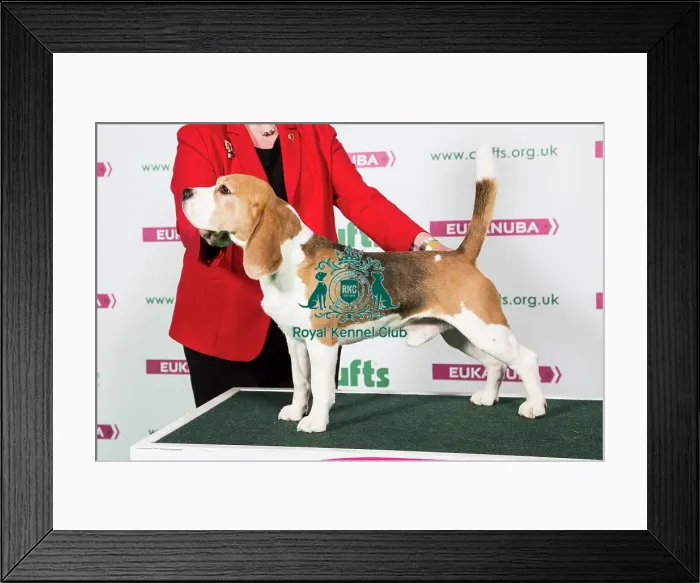 Framed Print : 2018 Best of Breed Beagle Framed Print : 2018 Best of Breed Beagle
