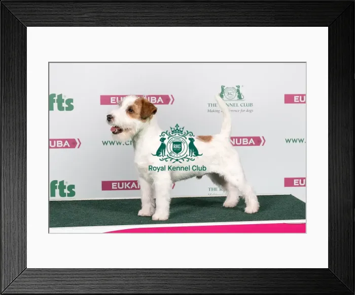 Framed Print : 2018 Best of Breed Jack Russle Terrier Framed Print : 2018 Best of Breed Jack Russle Terrier