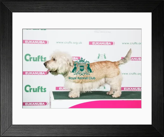 Framed Print : 2018 Best of Breed Glen of Imaal Terrier Framed Print : 2018 Best of Breed Glen of Imaal Terrier
