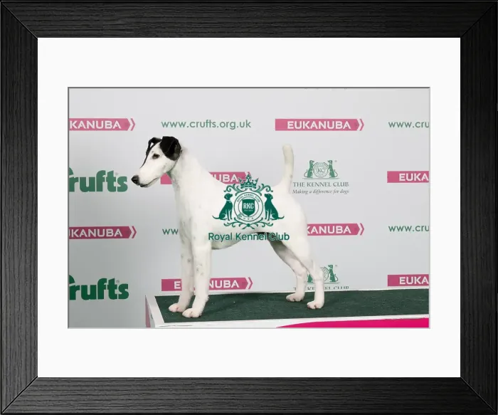 Framed Print : 2018 Best of Breed Fox Terrier (Smooth) Framed Print : 2018 Best of Breed Fox Terrier (Smooth)