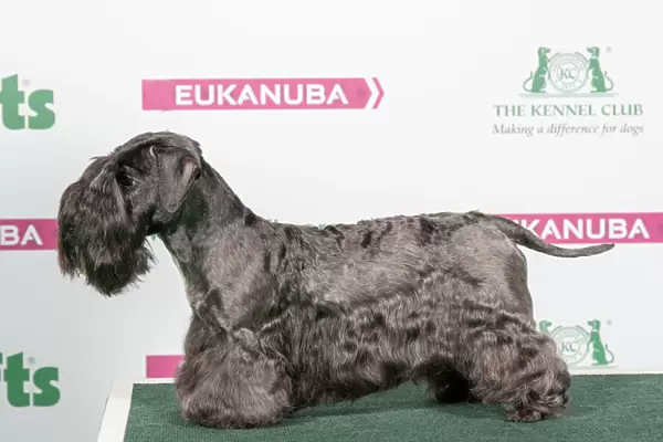 2018 Best of Breed Cesky Terrier