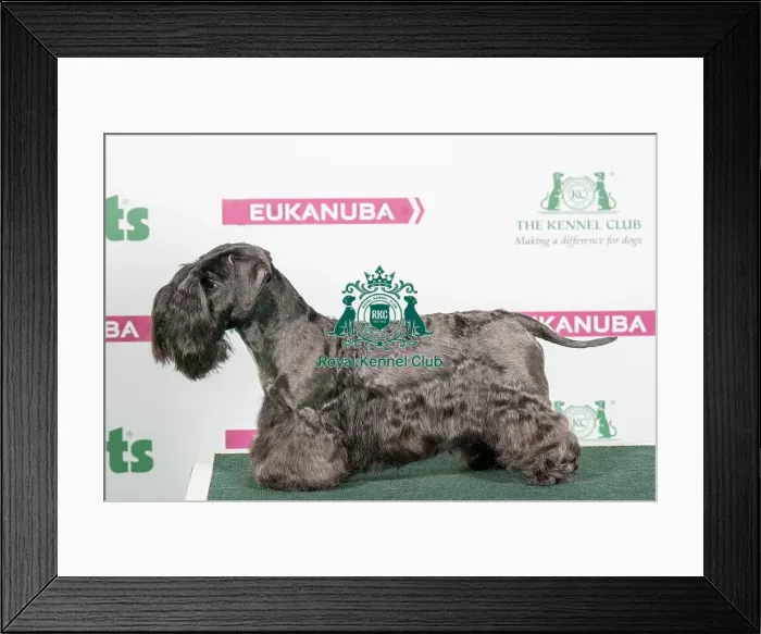 Framed Print : 2018 Best of Breed Cesky Terrier Framed Print : 2018 Best of Breed Cesky Terrier
