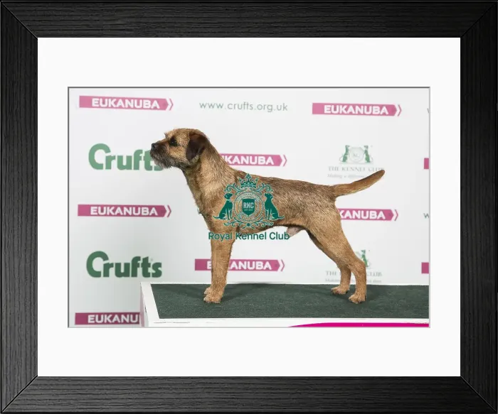 Framed Print : 2018 Best of Breed Border Terrier