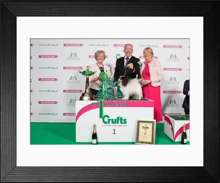 Framed Print : 2018 Toy Group Winner Papillon Framed Print : 2018 Toy Group Winner Papillon
