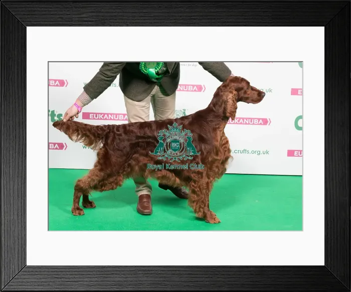 Framed Print : 2018 Best of Breed IRISH SETTER Framed Print : 2018 Best of Breed IRISH SETTER