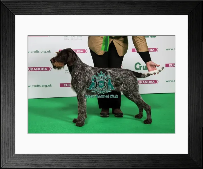 Framed Print : 2018 Best of Breed GERMAN WIREHAIRED POINTER Framed Print : 2018 Best of Breed GERMAN WIREHAIRED POINTER