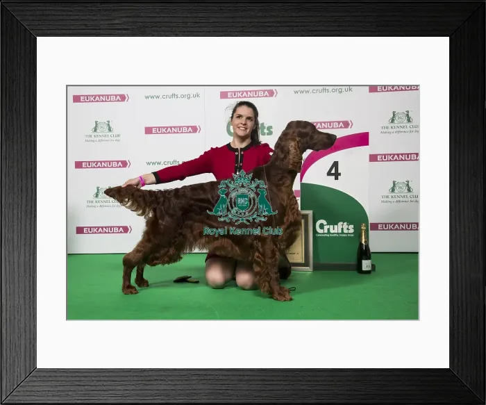 Framed Print : Gundog Group 4th Place Winner Framed Print : Gundog Group 4th Place Winner
