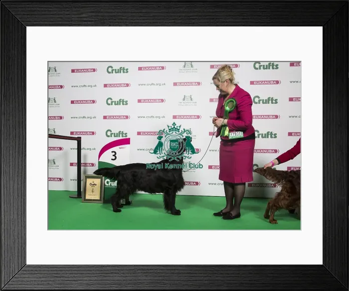 Framed Print : Group Winner Gundogs 3rd Place Framed Print : Group Winner Gundogs 3rd Place