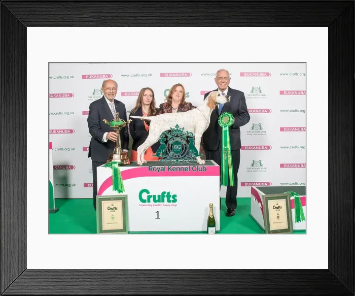 Framed Print : Group Winner Gundogs SH CH KANIX CHILLI Framed Print : Group Winner Gundogs SH CH KANIX CHILLI