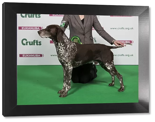 2018 Best of Breed German Shorthaired Pointer