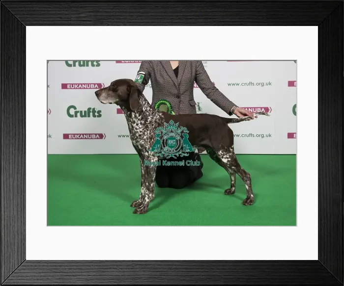Framed Print : 2018 Best of Breed German Shorthaired Pointer Framed Print : 2018 Best of Breed German Shorthaired Pointer