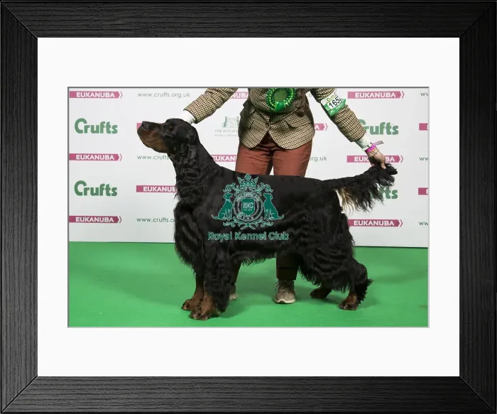 Framed Print : 2018 Best of Breed GORDON SETTER Framed Print : 2018 Best of Breed GORDON SETTER