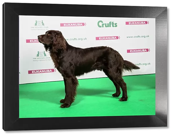 2018 Best of Breed GERMAN LONGHAIRED POINTER