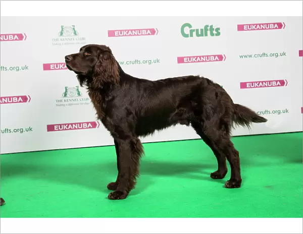 2018 Best of Breed GERMAN LONGHAIRED POINTER