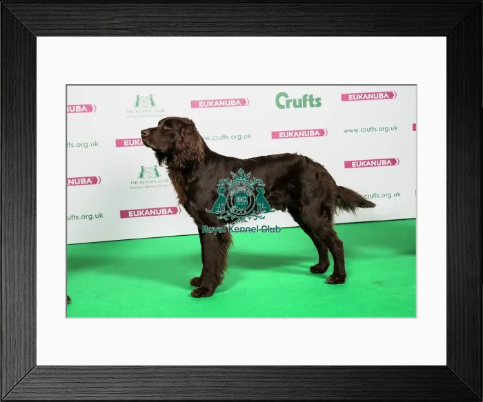 Framed Print : 2018 Best of Breed GERMAN LONGHAIRED POINTER Framed Print : 2018 Best of Breed GERMAN LONGHAIRED POINTER