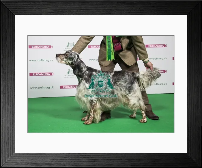 Framed Print : 2018 Best of Breed ENGLISH SETTER Framed Print : 2018 Best of Breed ENGLISH SETTER