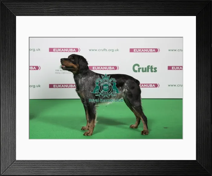 Framed Print : 2018 Best of Breed Framed Print : 2018 Best of Breed