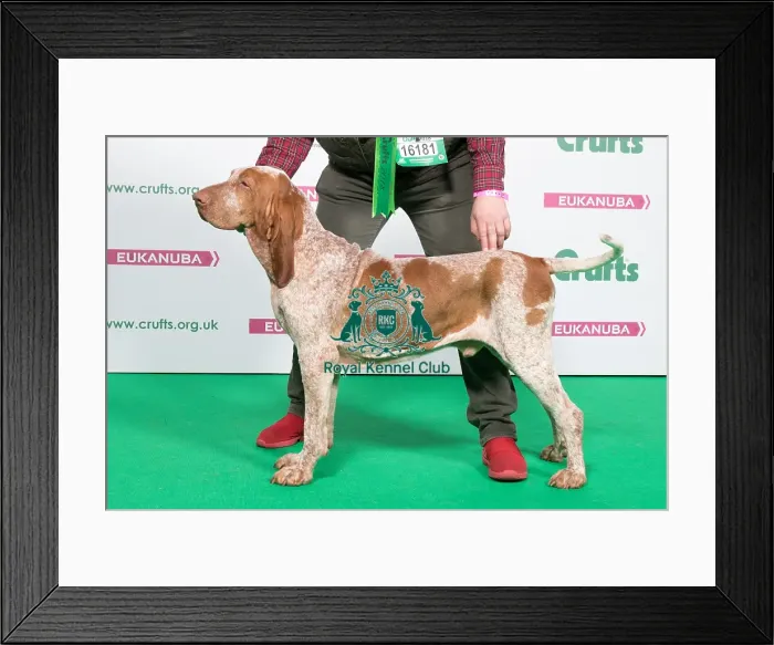 Framed Print : 2018 Best of breed BRACCO ITALIANO Framed Print : 2018 Best of breed BRACCO ITALIANO