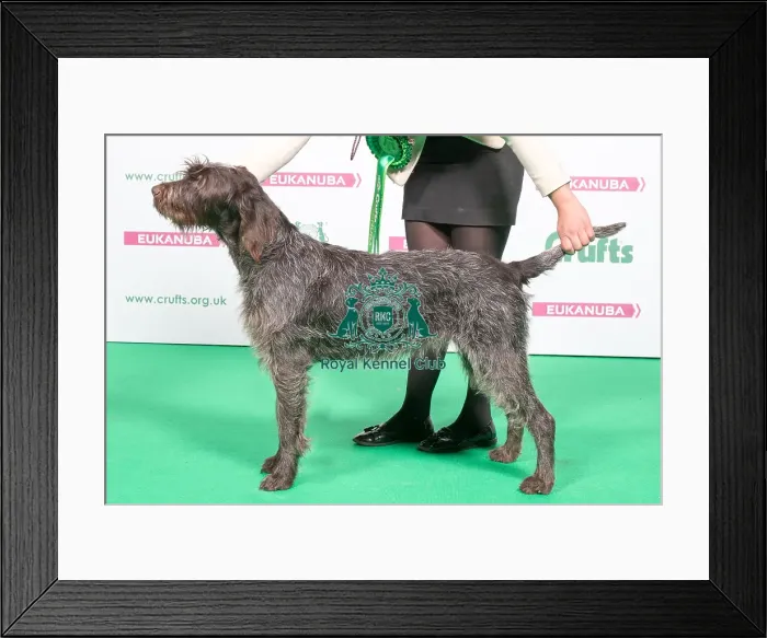 Framed Print : 2018 Gundog AV Import Griffon Korthals Framed Print : 2018 Gundog AV Import Griffon Korthals