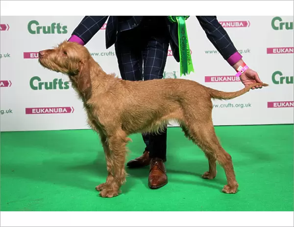 2018 Best of Breed Hungarian Wirehaired Vizsla