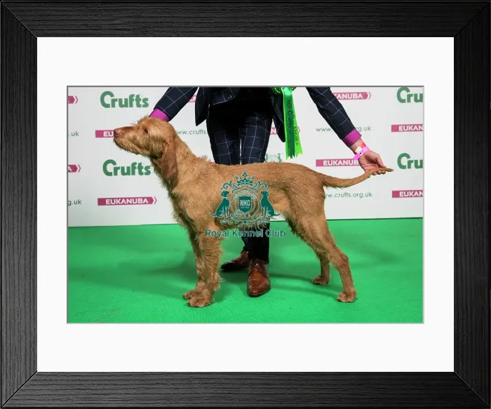 Framed Print : 2018 Best of Breed Hungarian Wirehaired Vizsla Framed Print : 2018 Best of Breed Hungarian Wirehaired Vizsla