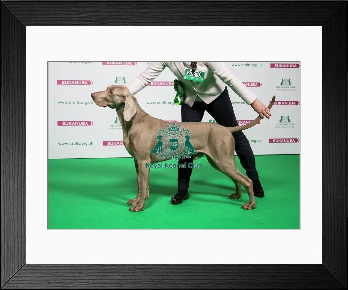 Framed Print : 2018 Best of Breed WEIMARANER Framed Print : 2018 Best of Breed WEIMARANER
